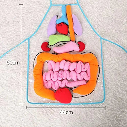 Apron – Learn About the Human Body Through Play